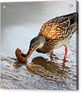 Female Mallard Duck Acrylic Print