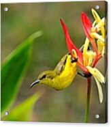 Female Olive Backed Sunbird Clings To Heliconia Plant Flower Singapore Acrylic Print