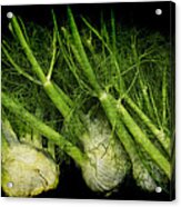 Flemish Fennel Art Acrylic Print