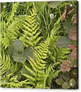 Fern Abstract Maine Hilltop Acrylic Print