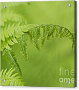 Fern Acrylic Print