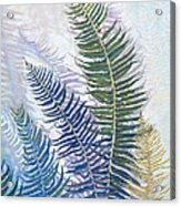 Ferns Acrylic Print