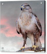 Ferruginous Hawk At Dusk Acrylic Print