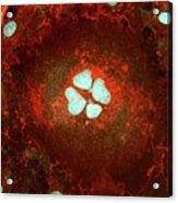 Fibroblast Cells Acrylic Print