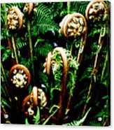 Fiddleheads Acrylic Print