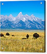Field Of Bison With Mountains Acrylic Print