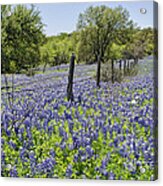 Field Of Bluebonnets Acrylic Print