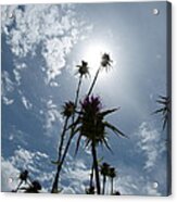 Field Of Dry Flowers Acrylic Print