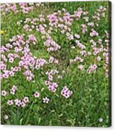 Field Of Pink Acrylic Print