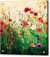 Field Of Poppy's Acrylic Print