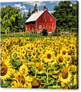 Field Of Sunflowers Acrylic Print