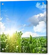 Field Of Young Corn Growing Against Blue Sky Acrylic Print