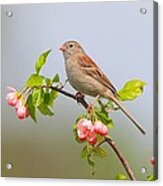 Field Sparrow On Apple Blossoms Acrylic Print