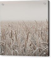 Fields Of Love Acrylic Print