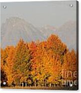 Fiery Aspens Acrylic Print