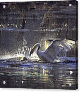 Fighting Swans Boxley Mill Pond Acrylic Print