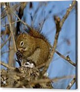Find Your Own Lunch Acrylic Print