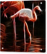 Fire Flamingos Acrylic Print