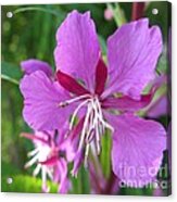 Fireweed 1 Acrylic Print