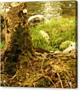 Firmly Rooted Acrylic Print