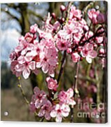 First Blooms Of Spring Acrylic Print