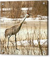 First Crane Acrylic Print