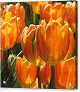 First Tulip Of Spring Acrylic Print