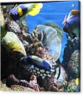 Fish - National Aquarium In Baltimore Md - 1212114 Acrylic Print
