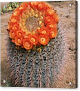 Fishhook Barrel Cactus Photograph by Craig K. Lorenz - Pixels