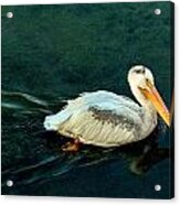 Fishing Bridge Pelican At Dawn Acrylic Print