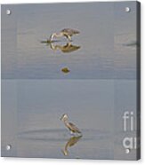 Fishing Crane Acrylic Print
