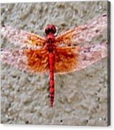 Flame Dragonfly Acrylic Print
