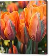 Flaming Tulips Acrylic Print