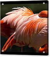 Flamingo Abyss Acrylic Print