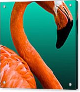 Flamingo Acrylic Print