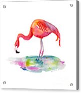 Flamingo Dip Acrylic Print