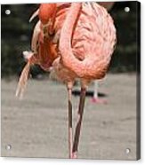 Flamingo Acrylic Print