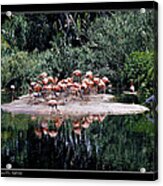 Flamingos Colony Acrylic Print