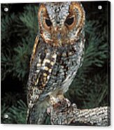 Flammulated Owl Acrylic Print