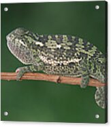 Flap-necked Chameleon Portrait Botswana Acrylic Print