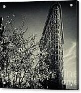 Flat Iron Building And A Magnolia Tree New York City Acrylic Print