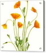 Fleurs D'oranger Acrylic Print