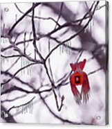 Flight Of A Winter Cardinal Acrylic Print