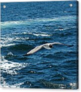 Flight Of The Seagull Acrylic Print