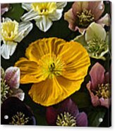 Floating Bouquet Of Early April Flowers Acrylic Print