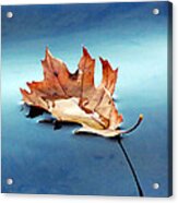 Floating Oak Leaf Acrylic Print