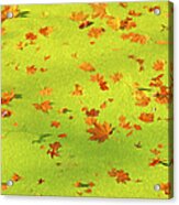 Floating Orange Leaves Acrylic Print