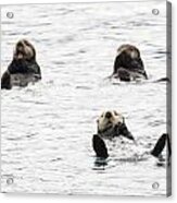 Floating Sea Otters Acrylic Print