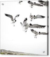 Flock Of Seagulls Acrylic Print