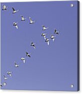 Flock Of Tundra Swans In Flight Acrylic Print